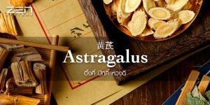 สารสกัดจาก อึ้งคี้ ปักคี้ หวงฉี Astragalus Extract